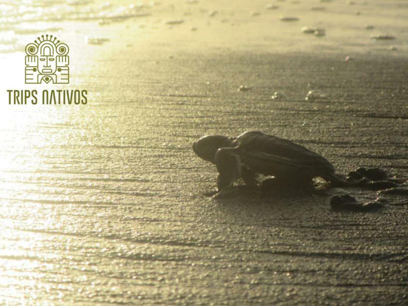 Casa Chilamates Tortuguero Exterior photo